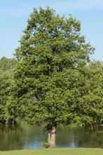 Heel veel jonge bomen extra korting els wilg  hazelaar, Tuin en Terras, Planten | Bomen, Ophalen, Zomer, Volle zon, Overige soorten