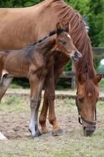 Draagmerries / Fokmerries te huur – Seizoen 2026, Merrie