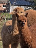alpaca veulens, Dieren en Toebehoren, Oktober, Meerdere dieren