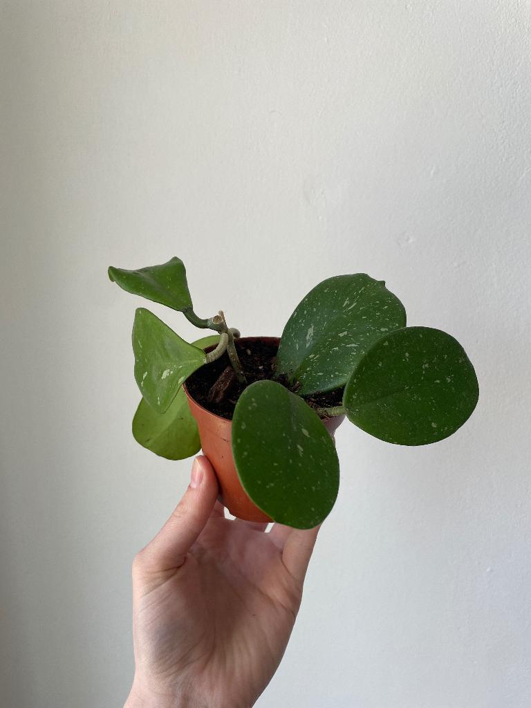 Hoya obovata, Huis en Inrichting, Kamerplanten, Ophalen of Verzenden, Halfschaduw, Minder dan 100 cm
