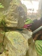 Donker blauwe Neo caridina garnalen, Ophalen, Nieuw