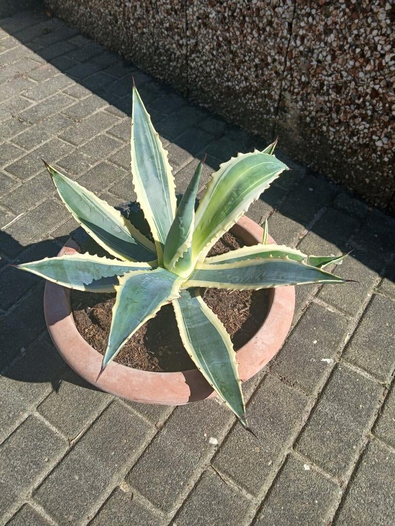 Mooie grote agave, doorsnee +/- 35cm, Tuin en Terras, Ophalen, Bloeit niet, Overige soorten, Volle zon