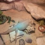 GEZOCHT!!! Witblitz of zero baardagaam man! 2 jaar of ouder, Ophalen, Zo goed als nieuw