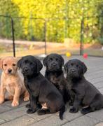 Labrador Retriever Pups, België, Particulier, Labrador retriever, Meerdere