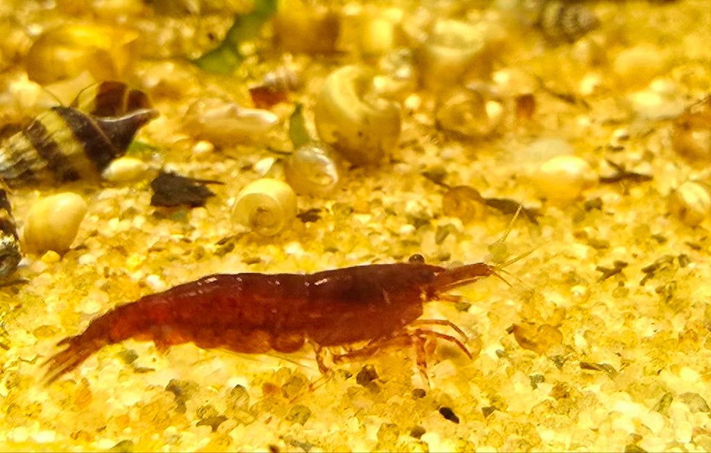 RED SAKURA NEO CARIDINA GARNALEN IN LEIDINGWATER, Kreeft, Krab of Garnaal