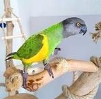Te koop prachtige jonge verder tam te maken Senegalpapegaai, Dieren en Toebehoren, Meerdere dieren, Papegaai, Tam