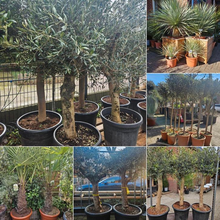 Olijfbomen | Palmbomen | Vijgbomen | Oleander, Tuin en Terras, Planten | Bomen, Olijfboom, 100 tot 250 cm, Volle zon, Zomer, Ophalen of Verzenden