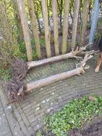 Gratis haardhout, Tuin en Terras, Haardhout, Minder dan 3 m³, Ophalen