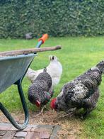 Grijze haan en hen, Meerdere dieren, Kip