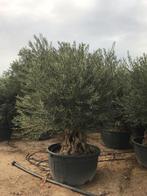PALMBOMEN, OLIJFBOMEN & ANDERE MEDITERRANE BOMEN EN PLANTEN, In pot, Halfschaduw, Ophalen of Verzenden, 100 tot 250 cm