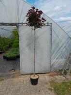 Cotinus coggygria 'Royal Purple' (Pruikenboom), Ophalen, Volle zon, Overige soorten