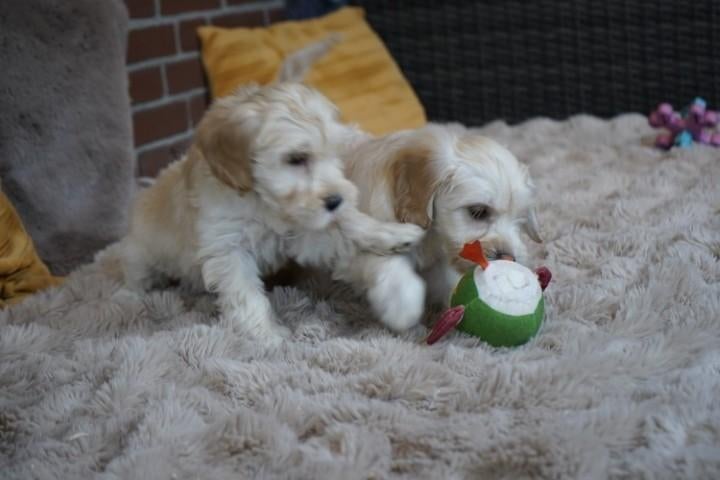 Medium kruising labradoodle pups., Dieren en Toebehoren, Honden | Chihuahua's en Gezelschapshonden, Nederland, Parvo, Overige rassen