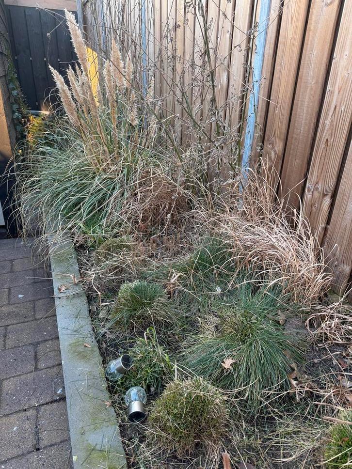 Diverse soorten siergras - Gratis af te halen, Tuin en Terras, Planten | Tuinplanten, Vaste plant, Siergrassen, Volle zon, Zomer