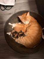 Kittens, Meerdere dieren