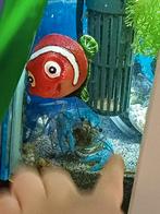 Blauwe kreeft, Kreeft, Krab of Garnaal, Zoetwatervis