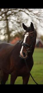 6 jarige lord Europe  ruin x charmeur, Dieren en Toebehoren, Paarden, Ruin, Dressuurpaard, 3 tot 6 jaar