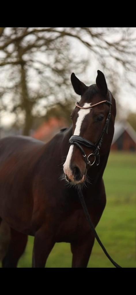 6 jarige lord Europe  ruin x charmeur, Dieren en Toebehoren, Paarden, Ruin, 3 tot 6 jaar, Dressuurpaard