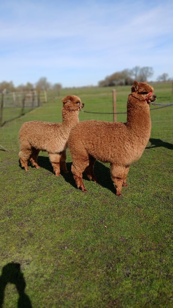 alpaca merries, Mei, Vrouwelijk