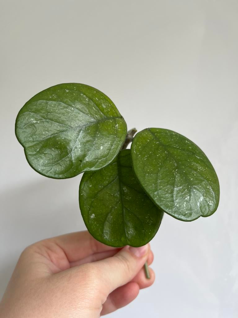 Hoya Bonii stekje 5 blaadjes, Ophalen, Halfschaduw, Minder dan 100 cm