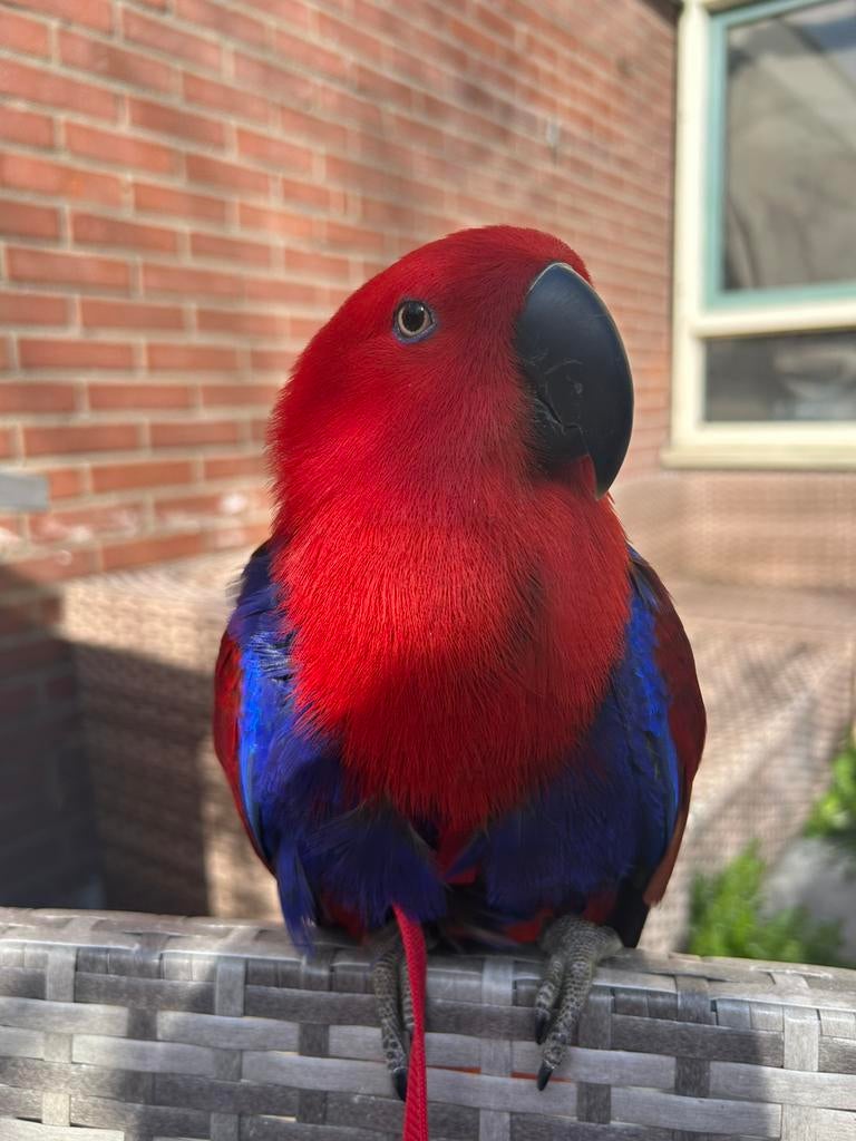 Koppel edel papegaaien man en pop ., Meerdere dieren, Papegaai, Tam