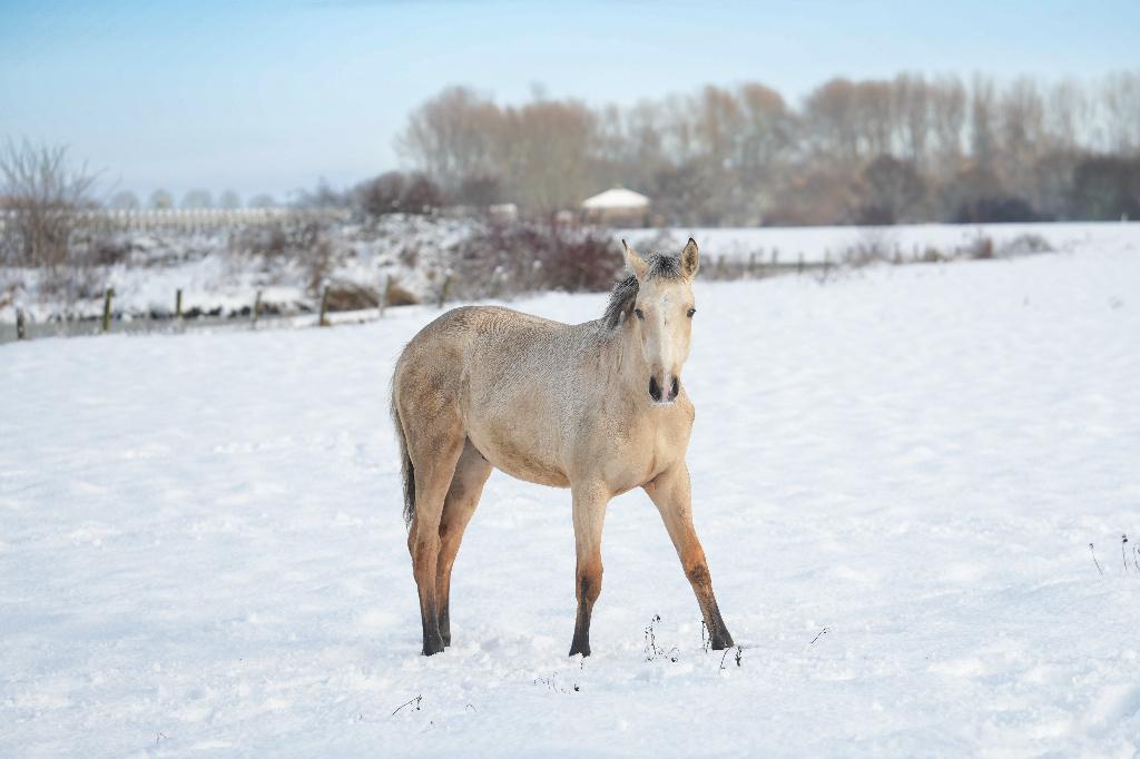 Koka Kola – aansprekende jaarling hengst (valk), Dieren en Toebehoren, Paarden, Met stamboom, Dressuurpaard, 0 tot 2 jaar, Hengst