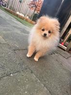 Pomeriaan pup teefje, Dieren en Toebehoren, Particulier, Keeshond, 15 weken tot 1 jaar, Buitenland
