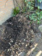 Musa basjoo knollen, Ophalen, Overige soorten, Volle zon