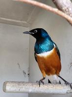 Glansspreeuw man., Dieren en Toebehoren, Ophalen, Overige typen