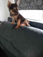 4 pups, Parvo, Overige rassen, 8 tot 15 weken, Meerdere