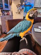 Blauw gele ara pop, Dieren en Toebehoren, Vogels | Parkieten en Papegaaien, Vrouwelijk, Papegaai, Tam