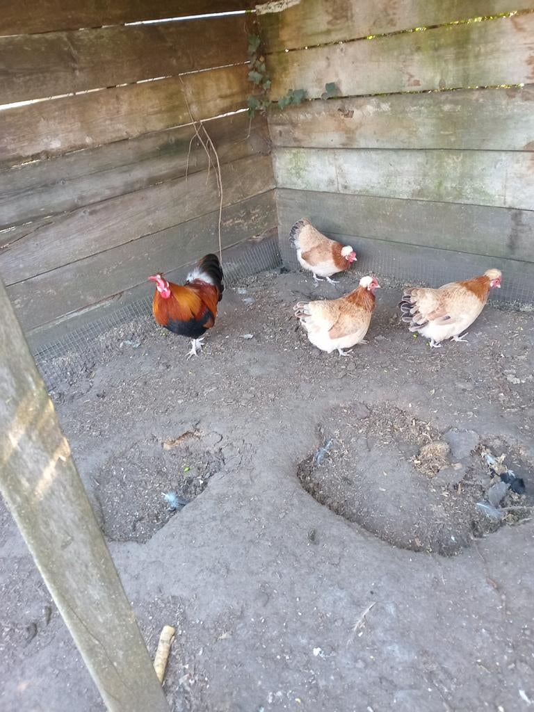 Sulmtaler kriel, Meerdere dieren, Kip