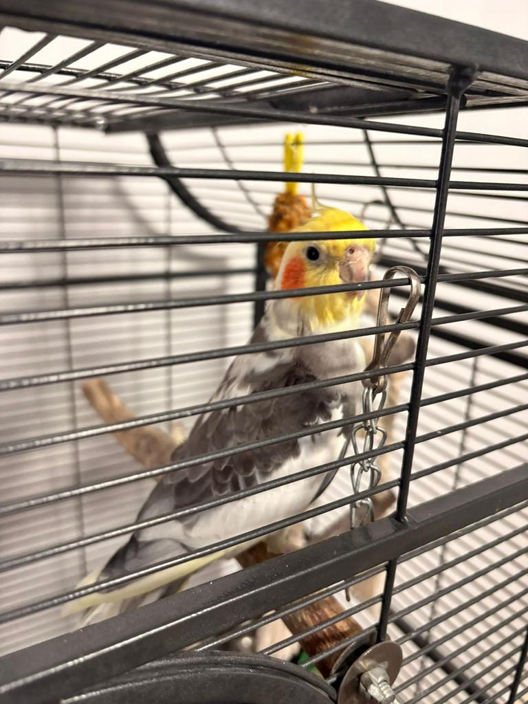 2 Man valkparkieten, Mannelijk, Parkiet, Tam