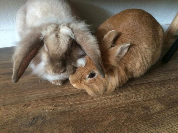Herplaatsing 2 konijnen zoeken gouden huisje, Dieren en Toebehoren, Konijnen, Meerdere dieren