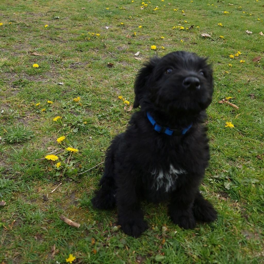 Medium doodle pups, 8 tot 15 weken, Meerdere dieren, Eén hond, Nederland