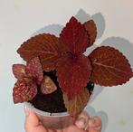 Coleus zaailingen, Ophalen, Halfschaduw, Minder dan 100 cm