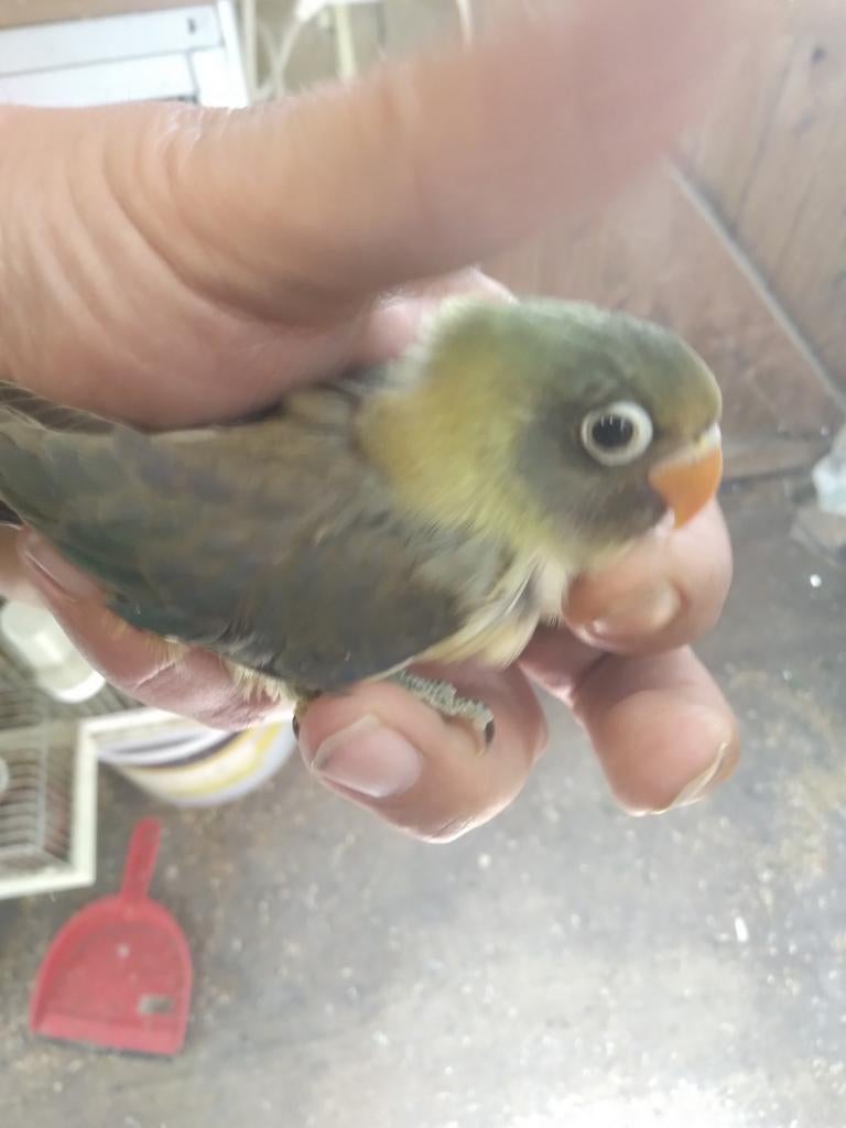 Tamme jonge personata ,voor handtam, Dieren en Toebehoren, Vogels | Parkieten en Papegaaien, Geslacht onbekend, Dwergpapegaai of Agapornis