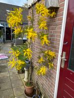 Mimosa struik boom plant Acacia dealbata, Ophalen, Volle zon, Overige soorten, Minder dan 100 cm