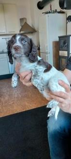 Jachthond, detectie,  Springer Cocker pups, Dieren en Toebehoren, 8 tot 15 weken, Meerdere, Meerdere dieren, Spaniël
