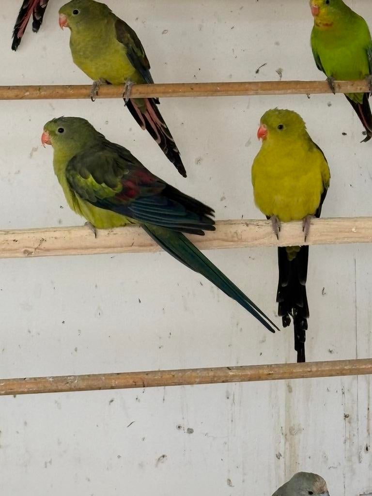 Koppel bergparkieten, Dieren en Toebehoren, Vogels | Parkieten en Papegaaien, Meerdere dieren, Parkiet, Geringd