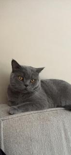 Britse korthaar, Kater, Gechipt, 3 tot 5 jaar