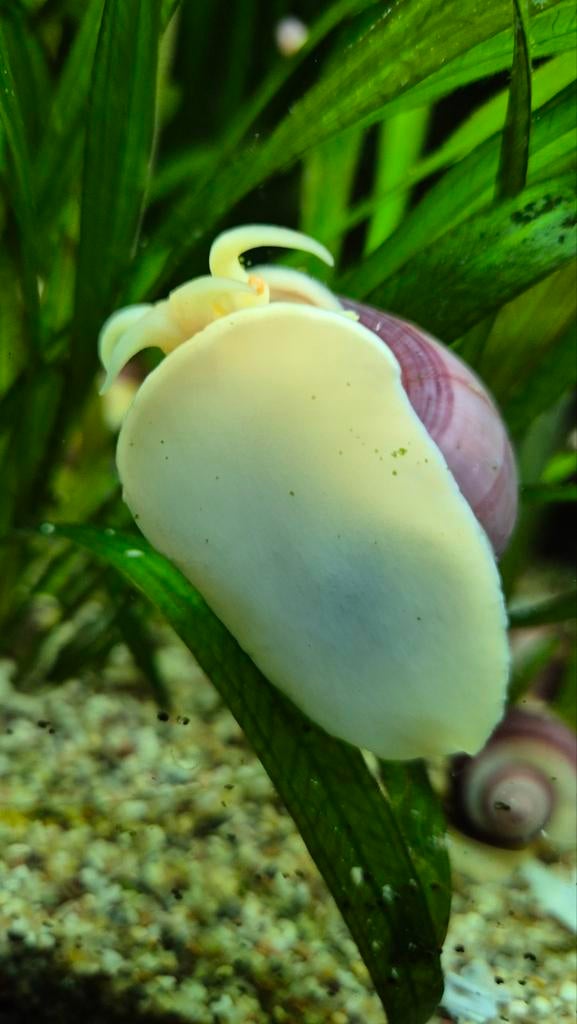 GROTE Appelslakken, Ophalen, Nieuw, Overige typen