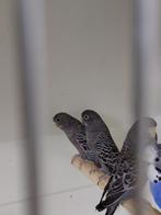 Blackfaceblackwing grasparkieten, Meerdere dieren, Parkiet, Geringd