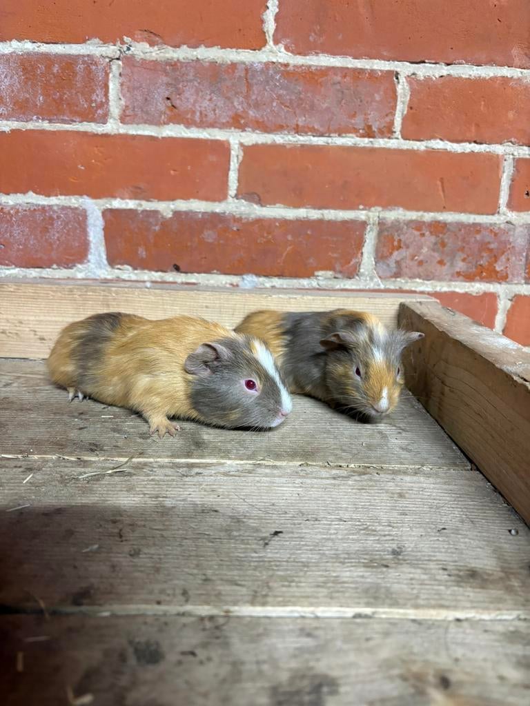 Cavia beertjes, Mannelijk, Tam, Maart, Cavia