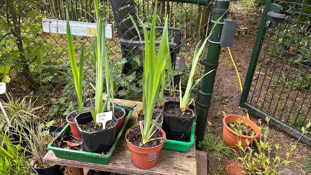 Gele Lis - Iris pseudacorus, Ophalen, Overige soorten, Volle zon
