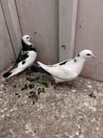 Jongen duiven, Meerdere dieren, Postduif