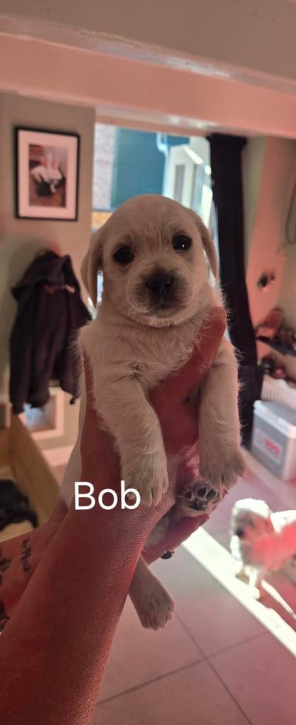 Boomer pups, Dieren en Toebehoren, Honden | Niet-rashonden, 8 tot 15 weken, Meerdere, Meerdere dieren, Klein