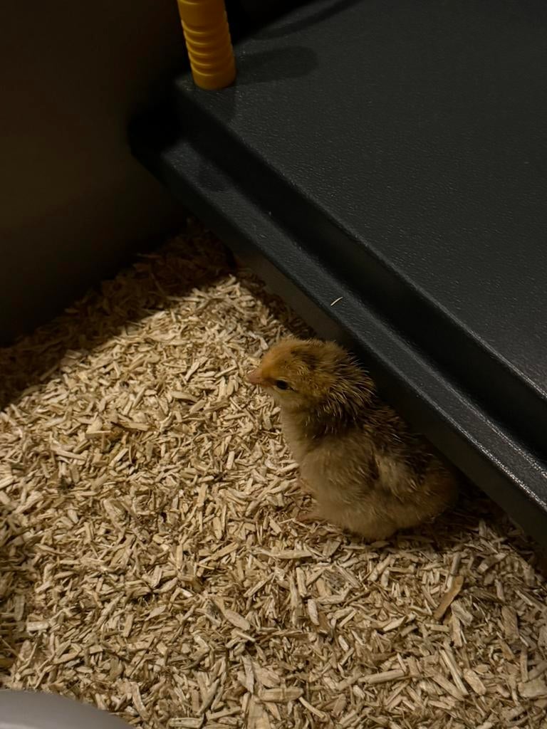 Mix kuikentjes, Dieren en Toebehoren, Geslacht onbekend, Kip