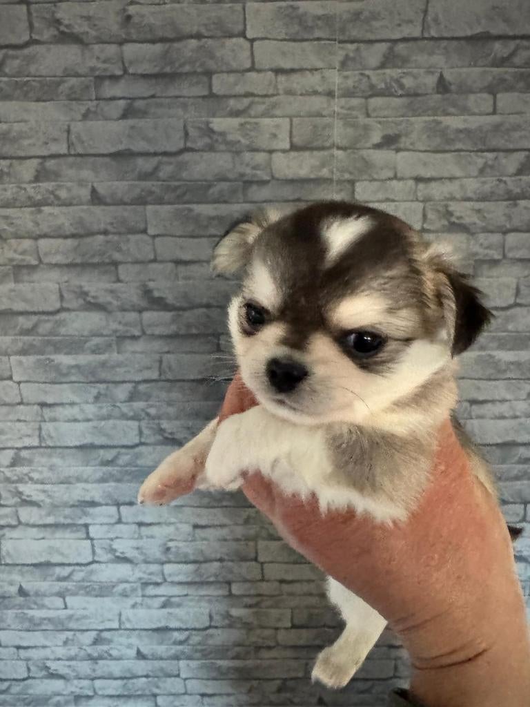 Super leuke kleine chihuahua pups mogen verhuizen, Parvo, 8 tot 15 weken, Meerdere, Meerdere dieren