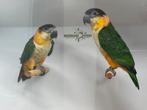 Zwartkop caique - Pionites melanocephalus, Meerdere dieren, Papegaai, Geringd