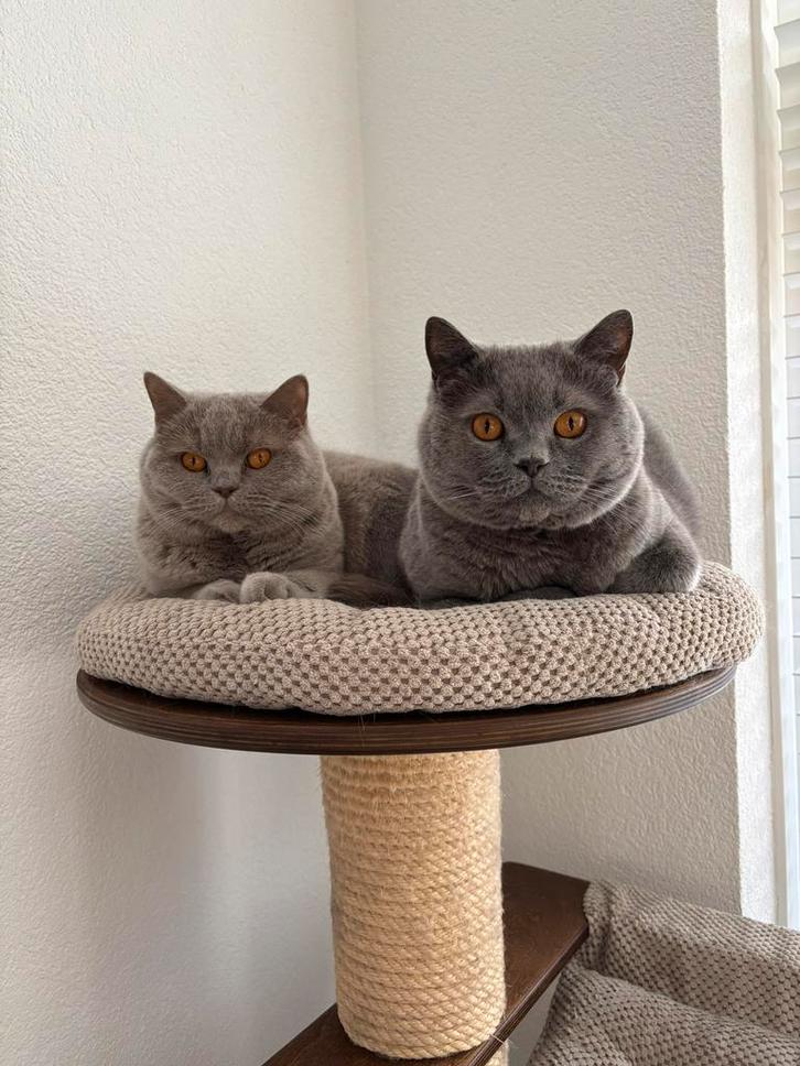 Britse korthaar, Dieren en Toebehoren, Katten en Kittens | Raskatten | Korthaar, Meerdere dieren